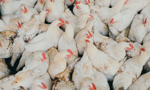 Morocco suspends poultry imports from Brazil amid avian flu concerns