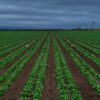 OCP Group and AFD strengthen green partnership with $376 million financing deal