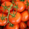 Moroccan tomato exports to Norway reach record levels