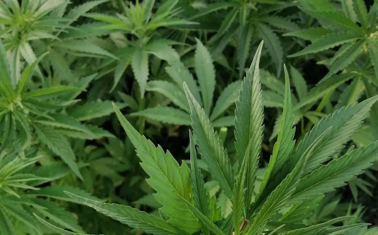 Morocco advances in medical cannabis legalization, secures new export markets