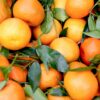 Morocco becomes leading supplier of small citrus fruits to the EU with record exports