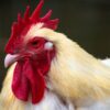 Morocco lifts ban on Brazilian poultry imports after avian flu contained