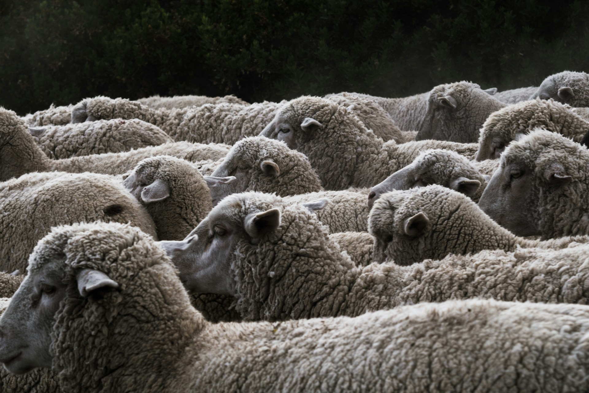 Morocco steps up efforts to rebuild sheep herds amid market challenges and drought legacy