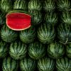 Morocco’s watermelon exports hold strong despite weather setbacks and European competition