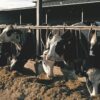 Morocco rises as key importer of Brazilian cattle amid growing agricultural trade