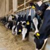 Morocco’s dairy sector under pressure: Climate, market imbalances, and structural weaknesses challenge a strategic industry