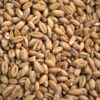 Morocco balances food security and fiscal prudence with wheat subsidy freeze
