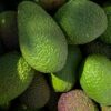 Moroccan avocado sector braces for a challenging 2025/2026 season