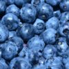 Morocco emerges as a global leader in blueberry exports, ranking fourth worldwide in 2024