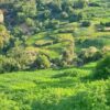 Morocco steps up efforts to expand legal cannabis products into international markets