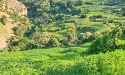 Morocco steps up efforts to expand legal cannabis products into international markets