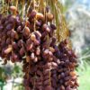 After drought years, Moroccan oases forecast strong rebound in date production