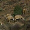 Morocco counts 32.8 million livestock and launches $639 million support plan for breeders
