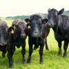 Morocco rises as a key buyer of Spanish beef: Trends, production, and market drivers