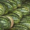 Morocco strengthens position in the global watermelon export market despite climate challenges