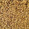 Morocco expands wheat reserves amid drought and global price shifts