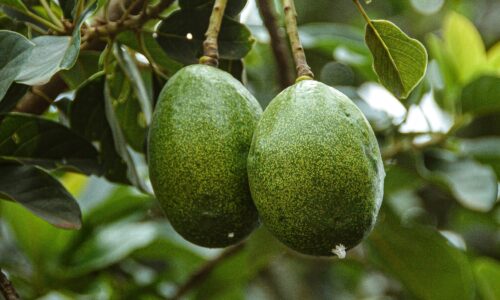 Morocco becomes Africa’s second-largest avocado exporter, balancing growth and sustainability