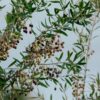 Morocco prepares for record olive harvest as prices expected to halve