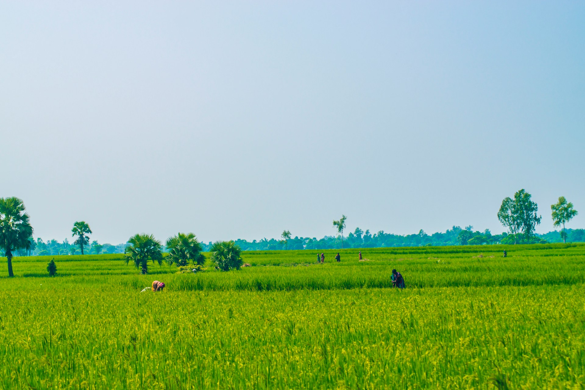 Morocco strengthens position in India’s fertilizer market with surging phosphate exports