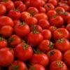Morocco strengthens global position with record tomato exports in 2024/2025