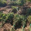Morocco’s legal cannabis industry expands sharply in 2025 with record harvest and strong local integration