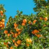 Morocco’s citrus exports expected to reach 669,000 tons despite water scarcity