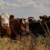 Spain’s suspension of live cattle exports to Morocco: A preventive step with limited market impact