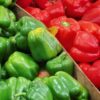 Morocco solidifies position as top pepper supplier to Spain and among world’s leading exporters