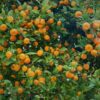 Morocco’s Nadorcott mandarin strengthens global presence as exports surge and new markets open