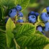 Morocco set for record blueberry harvest as exports continue to surge