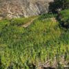 Morocco achieves major progress in curbing illegal cannabis cultivation and advancing legal framework