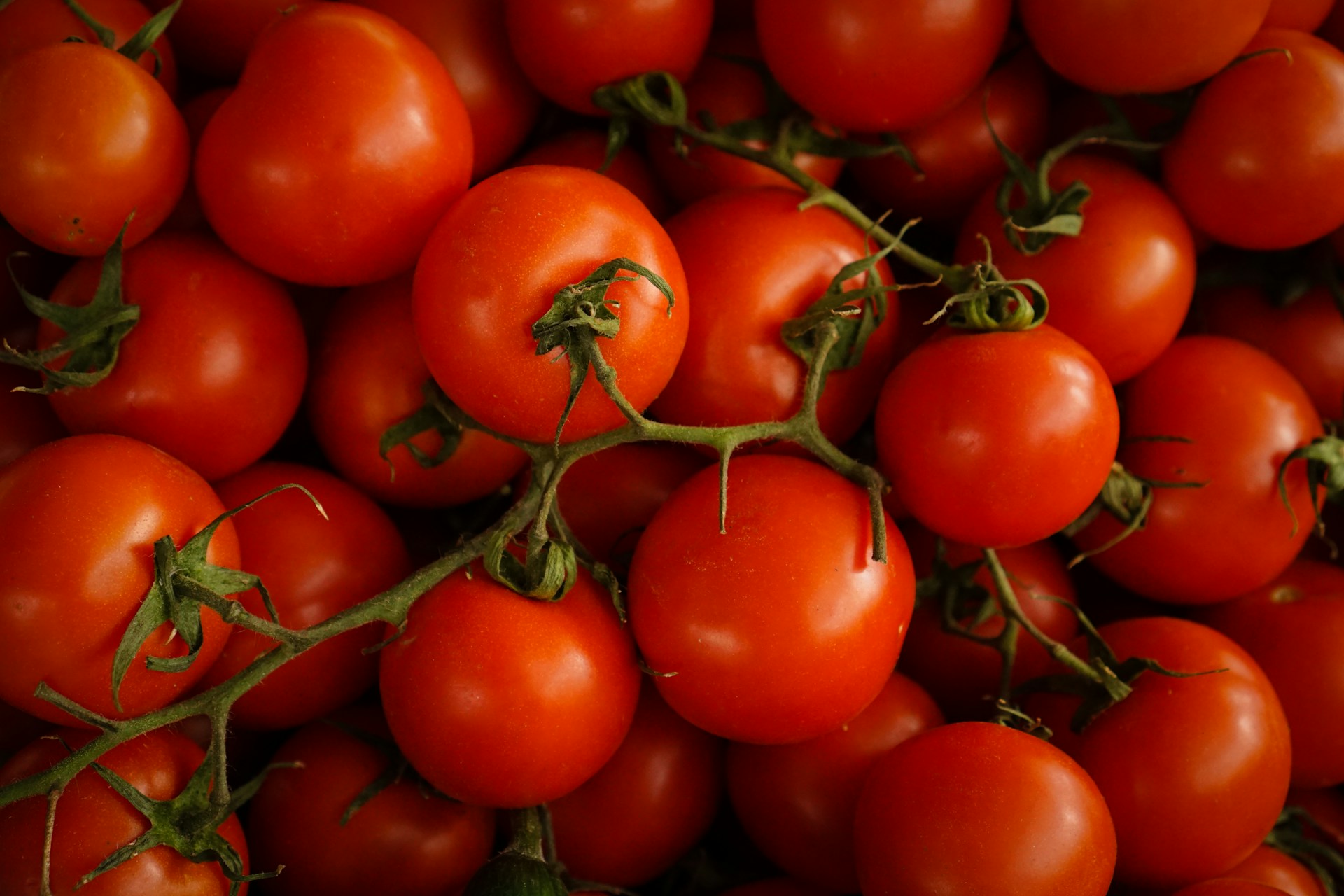 Morocco emerges as a major global tomato exporter