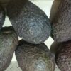Morocco achieves record avocado exports amid global demand and water scarcity concerns