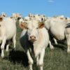 Morocco nears completion of a large-scale cattle import program to stabilize the red meat market