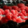 Morocco strengthens its position in Europe’s frozen berry market with record exports to France