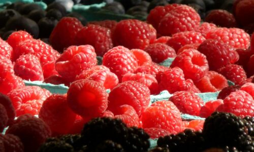 Morocco strengthens its position in Europe’s frozen berry market with record exports to France