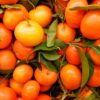 Morocco strengthens agricultural presence in Russia as mandarin exports surge 74% in 2025