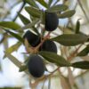 Morocco set for record olive harvest, prices expected to drop after last year’s highs