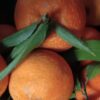 Morocco’s citrus sector enters a phase of gradual recovery in the 2025/2026 season