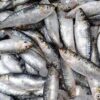 Morocco strengthens its position as the world’s leading producer and exporter of canned sardines