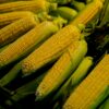 Morocco’s sweet corn exports to Germany reach unprecedented levels in 2025