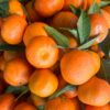 Morocco’s citrus sector set for sustained growth in the 2025–2026 season