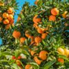 Moroccan orange exports rebound strongly, expanding global reach