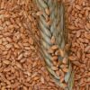 Morocco extends soft wheat import support until April to preserve food security and market stability