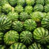 Morocco’s watermelon exports rebound strongly in 2025 despite ongoing water constraints