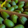 Morocco’s avocado exports decline sharply amid climate and logistics challenges