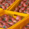 Moroccan tomato exports face sharp European decline despite record seasonal performance