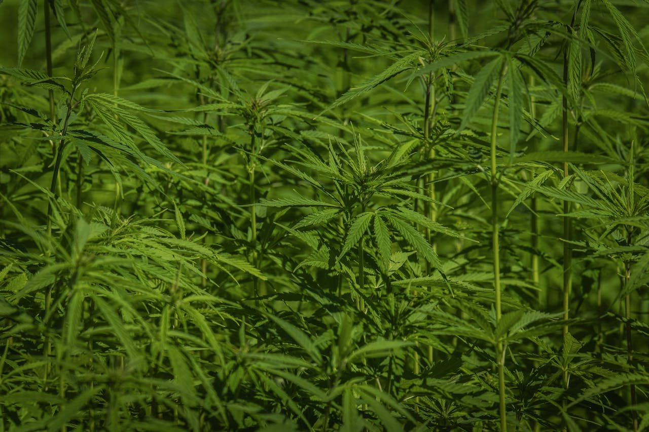 Morocco’s legal cannabis sector expands, driving production growth and rural development