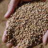 Morocco announces financial support for marketing and storing certified cereal and legume seeds for 2025–2026 season