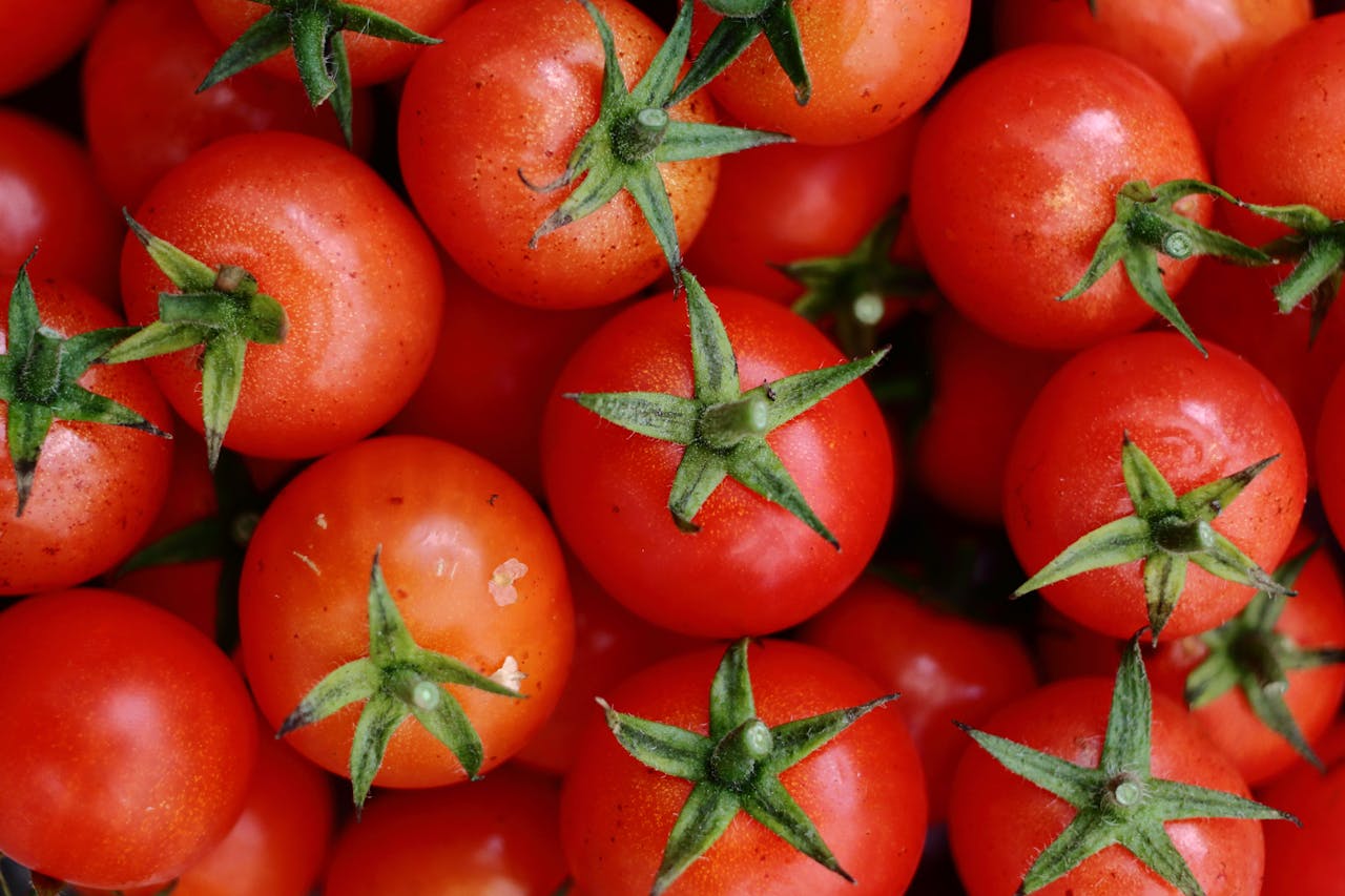Morocco’s tomato exports reach historic 745,000-ton milestone amid structural shift toward value-added production